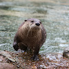 SFZoo