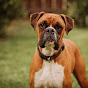 boxer dog logo