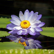 MeditationEscape