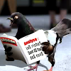 singingpigeon