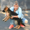 German Shepherd Немецкая овчарка