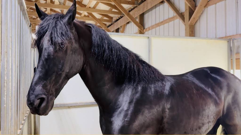 残り1つ✳︎超レア✳︎Willow Tree Horse Lovers 残り1つ✳︎超レア✳︎Willow Tree Horse Loversの通販はau PAY