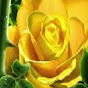 YellowRoseforTexas