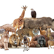Animals Nature Life