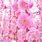 japanese folk songs