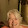 Donna Adams
