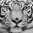 Tigra Niasha