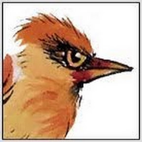 Ragged Bird