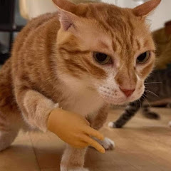 Gato Manero