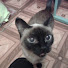 Best Cat