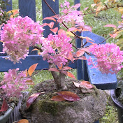 Detlef Römisch Bonsai, Garten und Pflanzenfilme