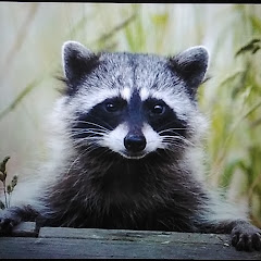 The Bandit