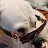fu-fzhpHA1A-channel-avatar-MISS SUGAR BULLDOG 