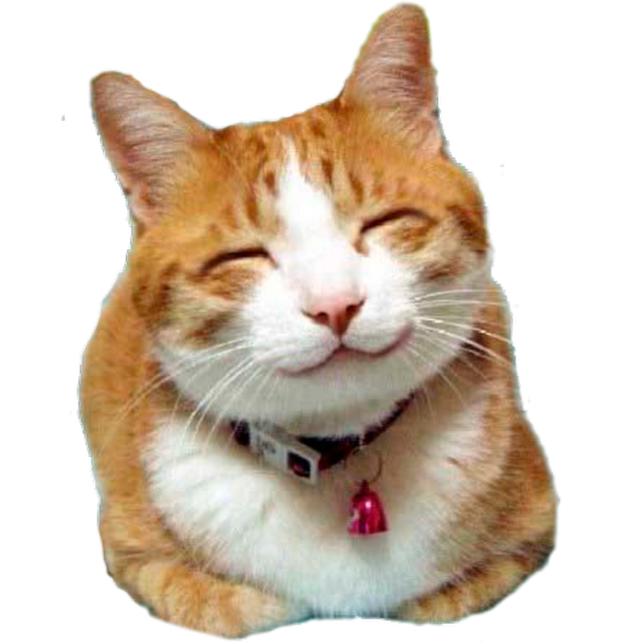 Смешные кошки - Funny cats 