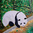熊猫PandaPanda