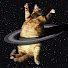 Лунный Кот