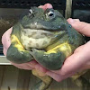 aleckermit
