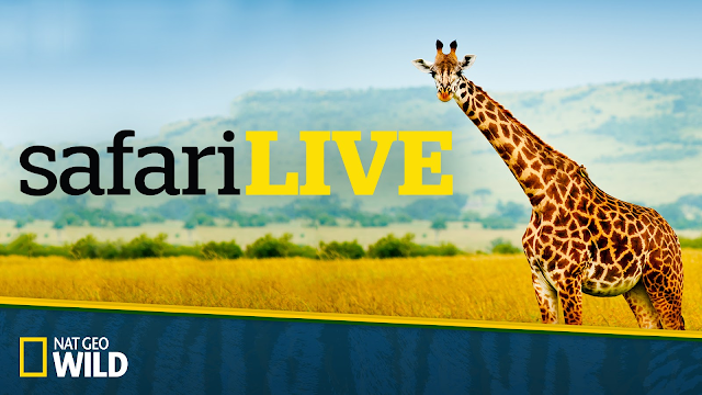 safari live cast