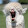 Alpacalypse