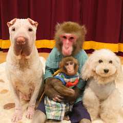 Pookies【プーキーズ】