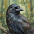 81f8UGaTv4o-channel-avatar-The Feather Code