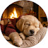Rs4k38aEJf4-channel-avatar-Dog Serenity Music