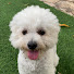 rAKs9GmTbhs-channel-avatar-dog groomming