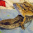 Lizard King