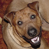 DogsCircle