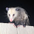 SGnNAPW8HVo-channel-avatar-Raisin