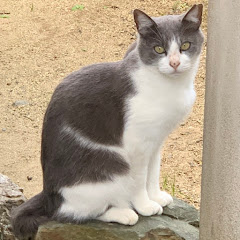 野良猫グレアイコン画像
