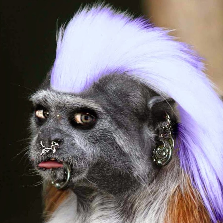 Metal Monkey YouTube