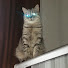 Мистер Марк