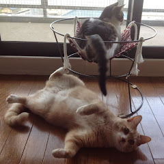 ♀猫こむぎ＆♂猫だいず