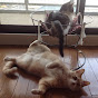 ♀猫こむぎ＆♂猫だいず