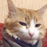 Витя Кот