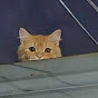 Meow Core