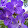 violet may