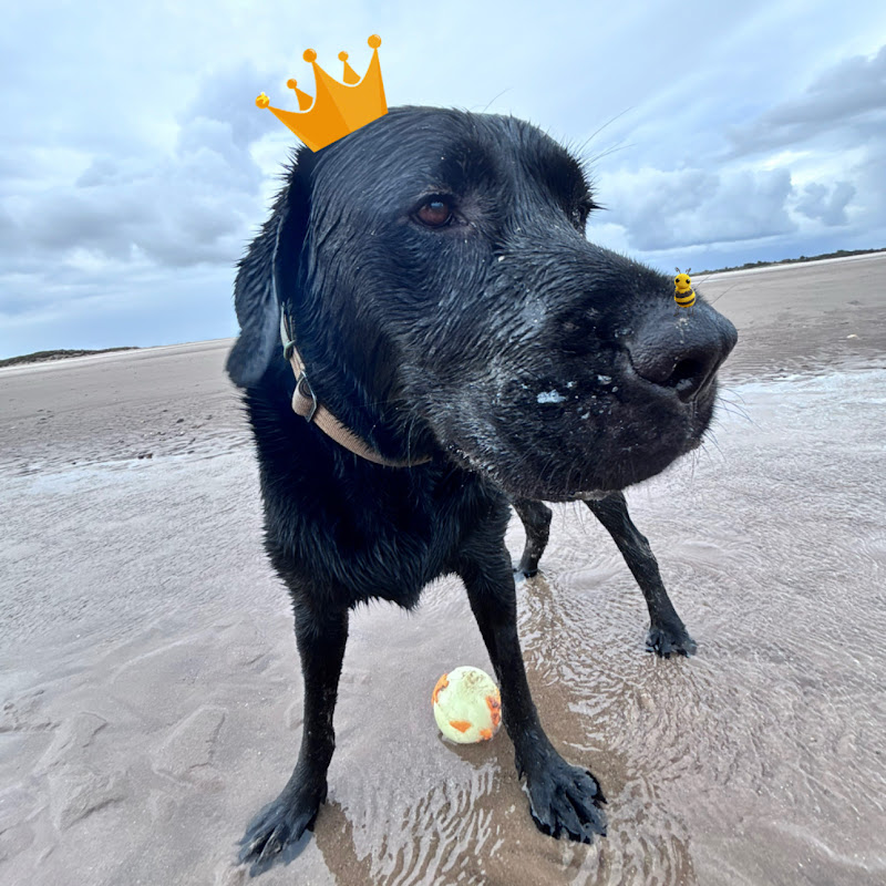 ⭒𝓬𝓱𝓮𝔀𝓲𝓮⭒