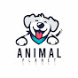 Animal Planet UAE  logo