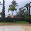 Ernest Rojas