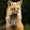 Red Devilfox