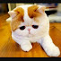 Three thousand cats