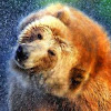 BearRon