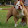 THE BULLDOG
