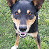 kelpie07