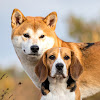 Beagle hodowla Łaciata Sfora