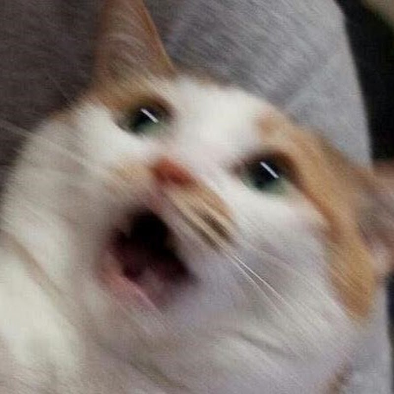 Unusual Animals Logo