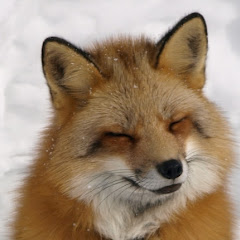 道産子ゴシップチャンネル