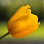 Gold Tulip